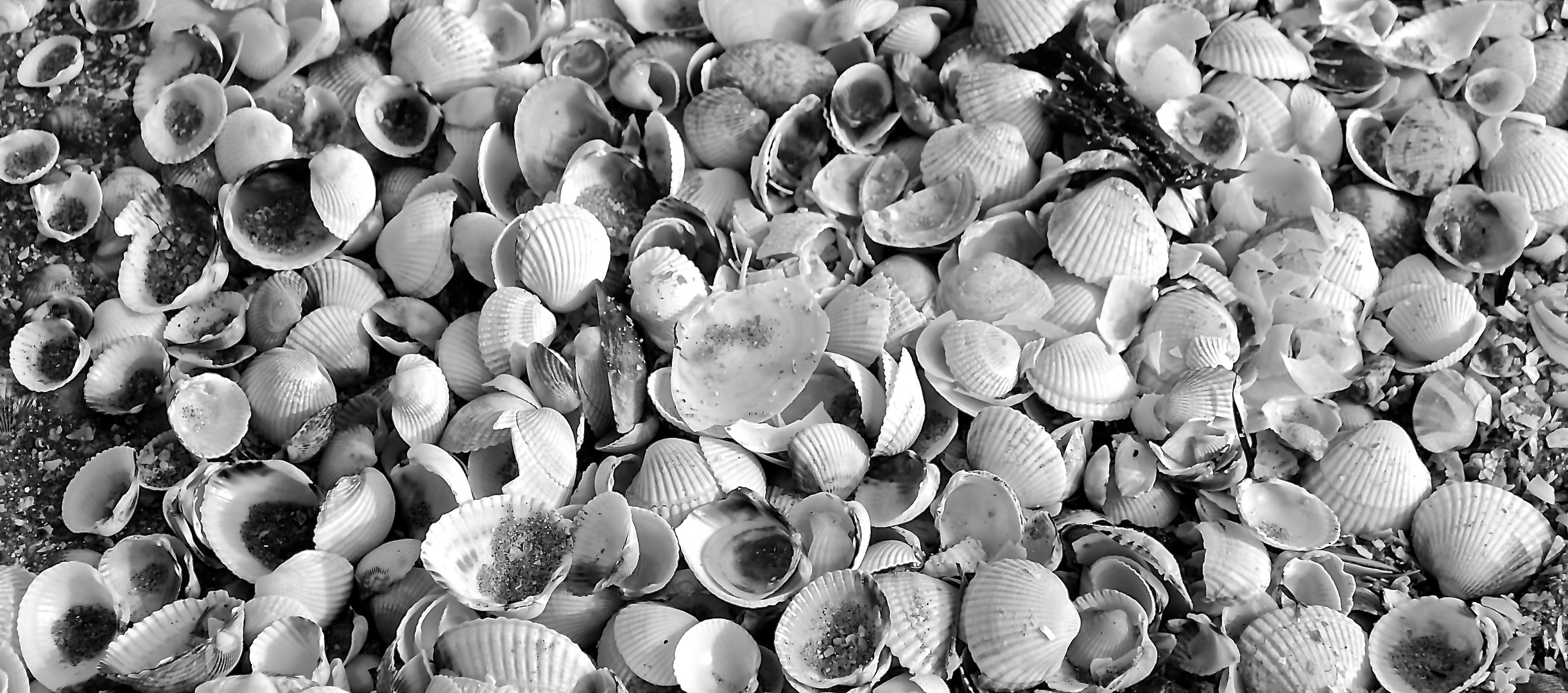 Coquilles, Coquillages et Coques