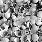 Coquilles, Coquillages et Coques