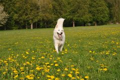 Cora auf der Blumenwiese