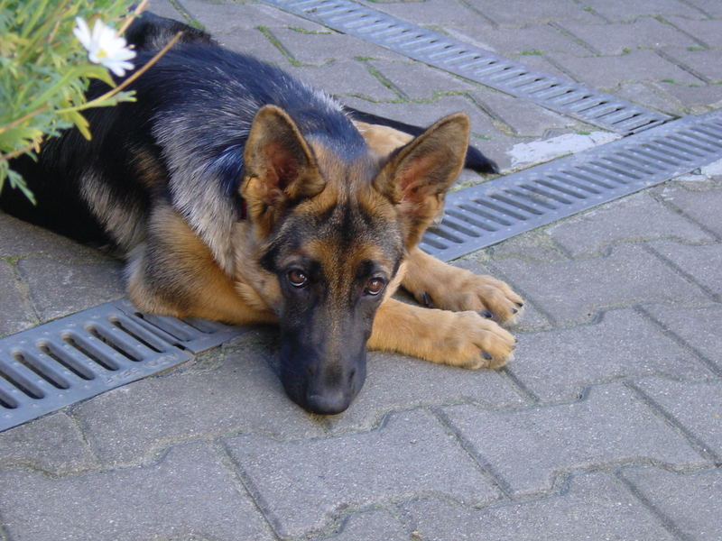 Cora, aus Förderstedt