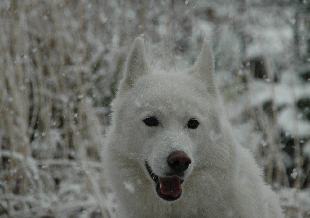 Cora beim ersten Schnee