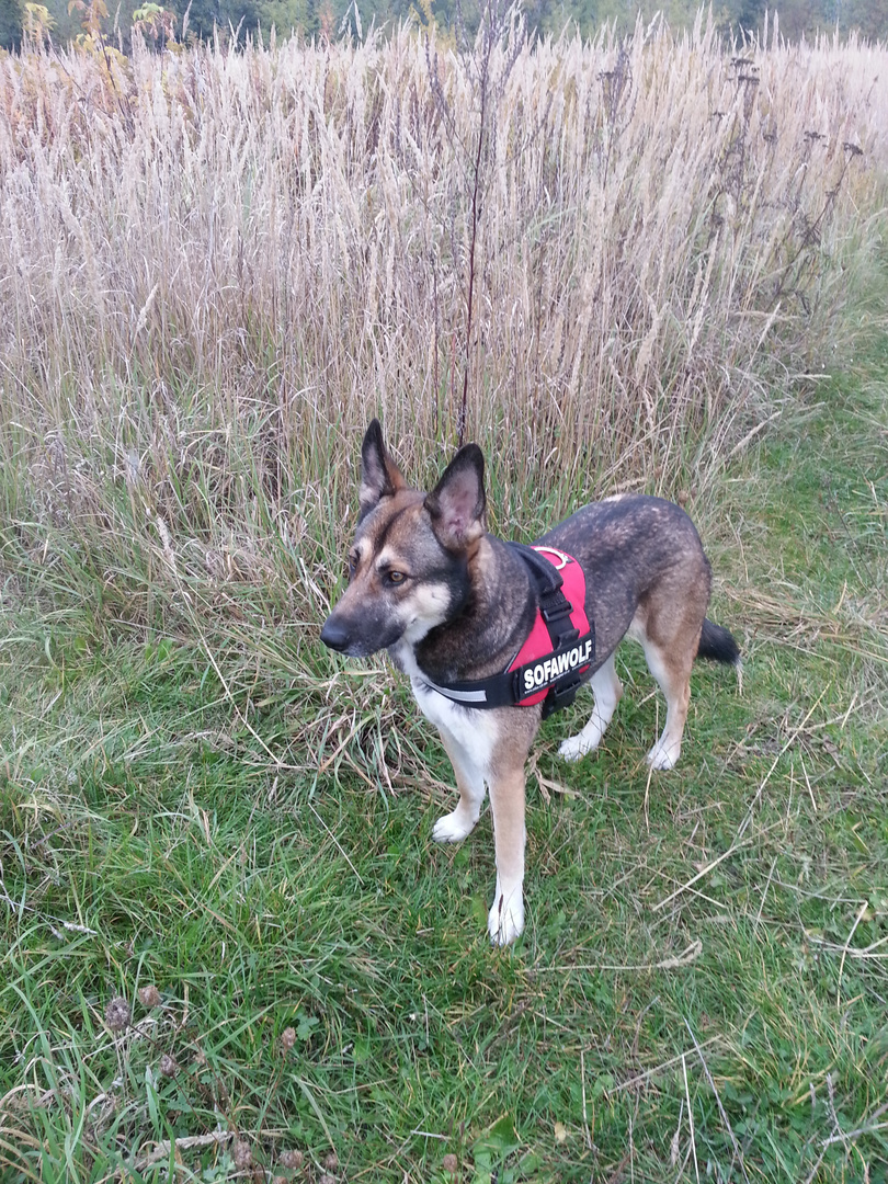 Cora im Feld