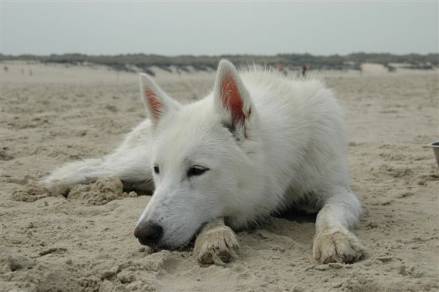 Cora im Sand