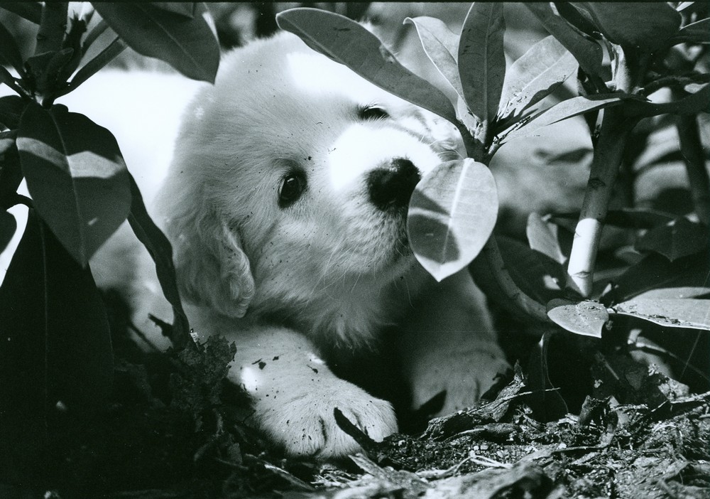 Cora in her beloved flowers...