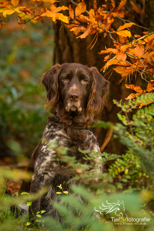 Cora und der wunderbare Herbst