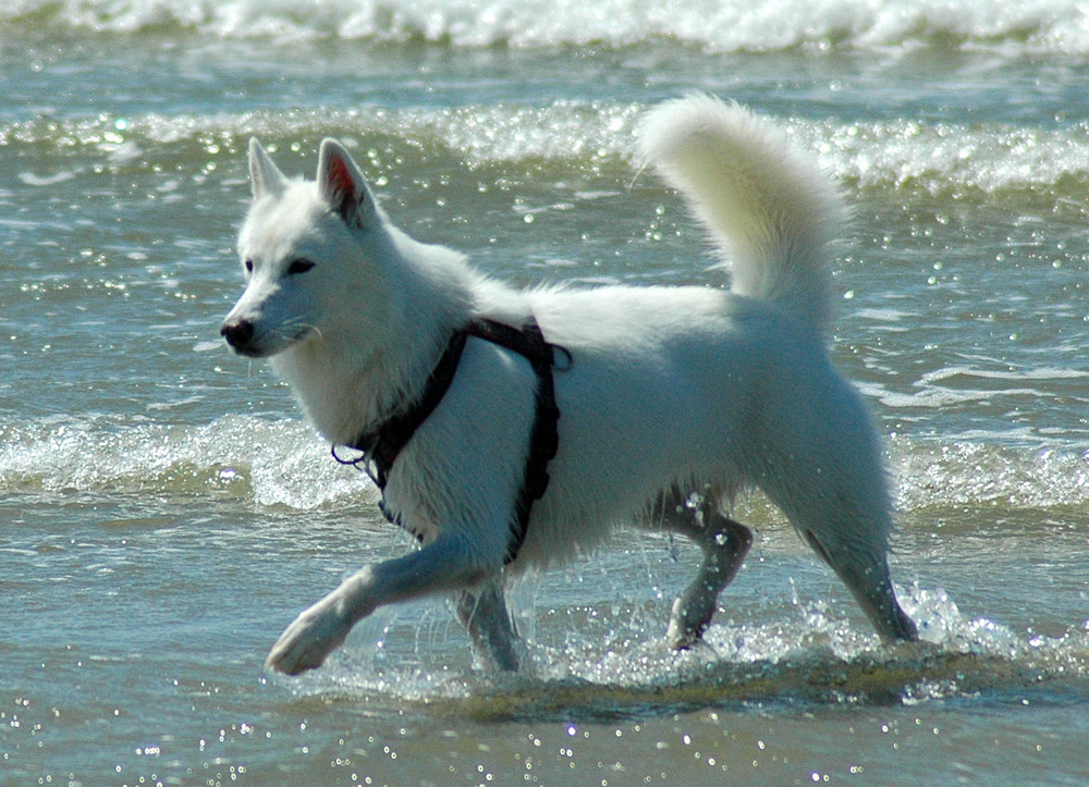 Cora und die Nordsee