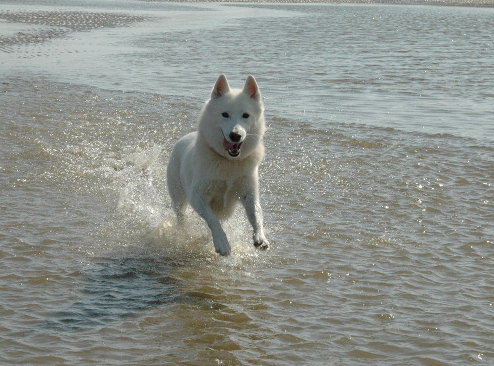 Cora und die Nordsee