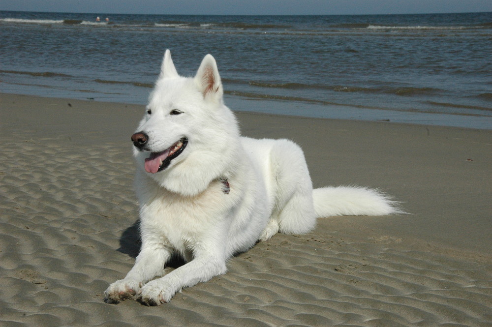 Cora und die Nordsee .