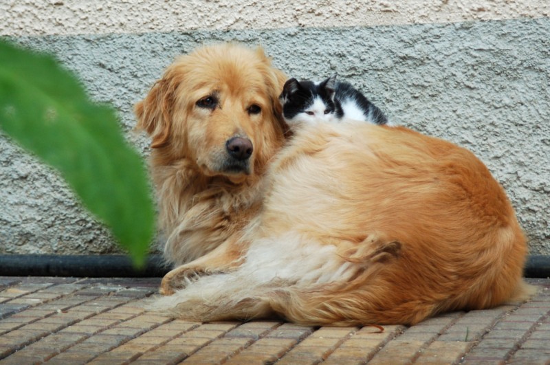 Cora und Molly