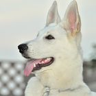 Cora von Dubai - weisser Schaeferhund