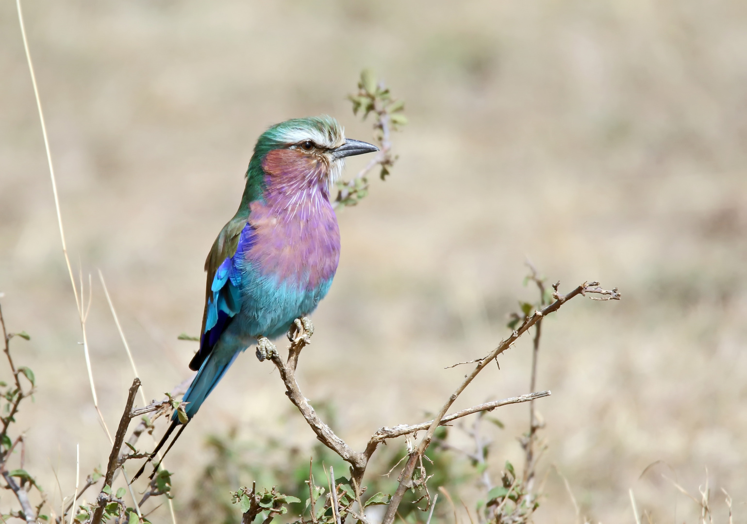 Coracias caudatus + 1 Bild