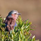 Coracias caudatus