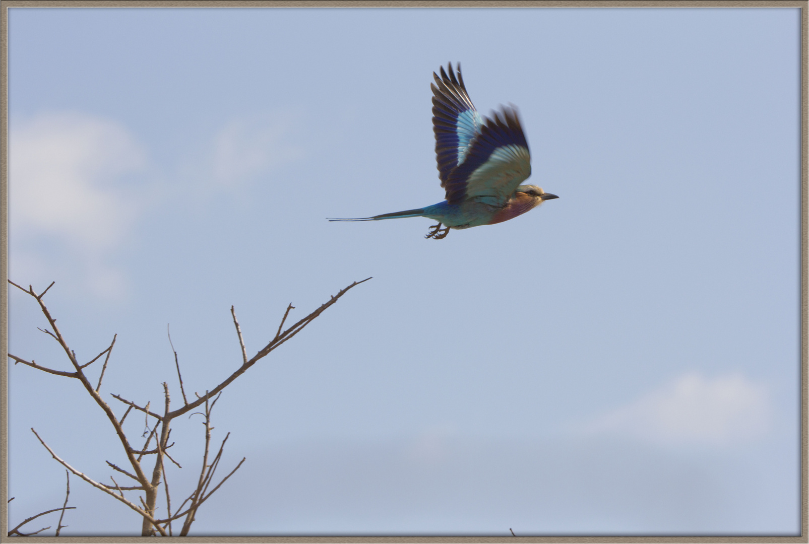 Coracias Caudatus (Gewone Troupand)