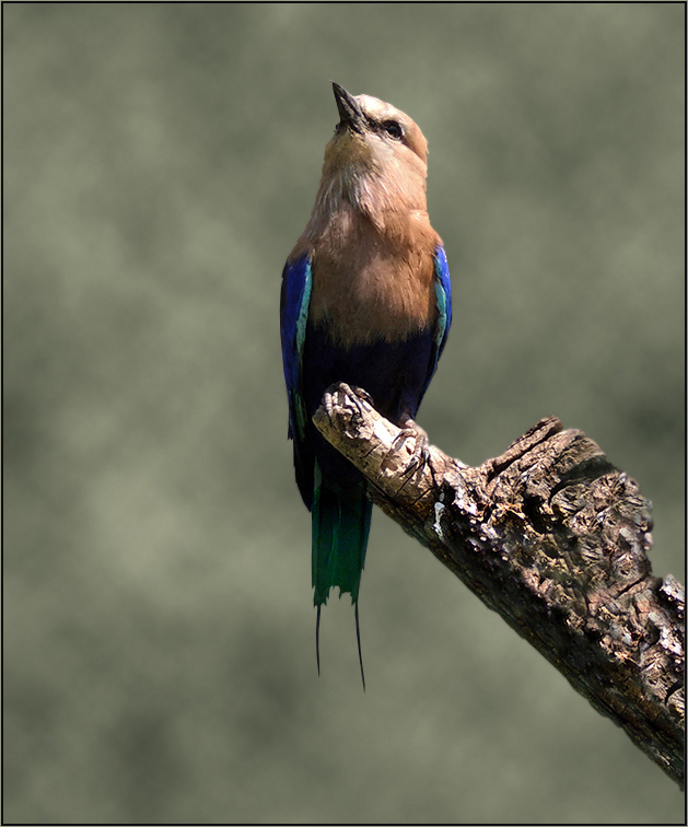 Coracias cyanogaster - Opalracke