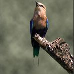 Coracias cyanogaster - Opalracke