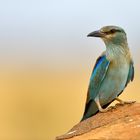 Coracias garrulus