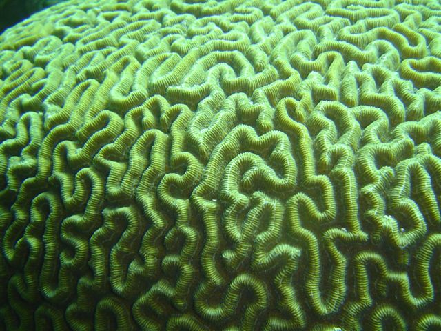 Corail cerveau / Brain coral