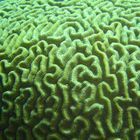 Corail cerveau / Brain coral