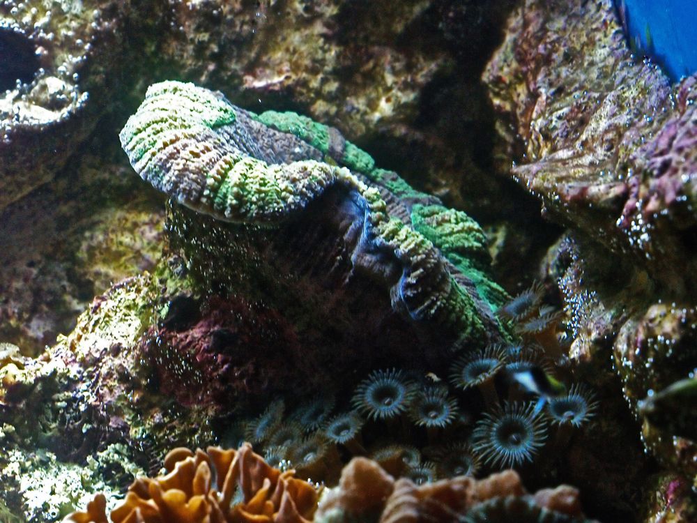 Corail cerveau ouvert - Trachyphillia grün Koralle