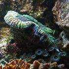 Corail cerveau ouvert - Trachyphillia grün Koralle