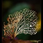 Corail dans mon jardin :0