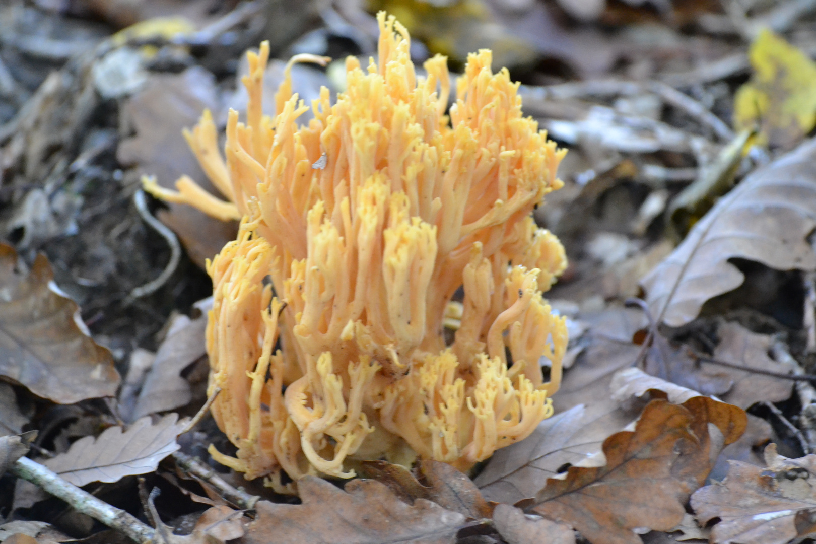 corail des bois