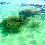 Corail et poissons d'aquarium