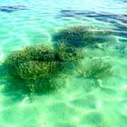 Corail et poissons d'aquarium