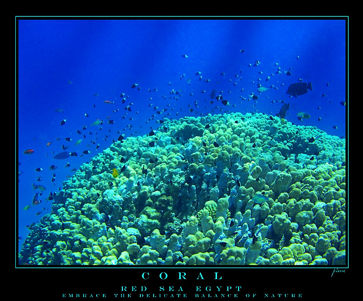 Coral 4