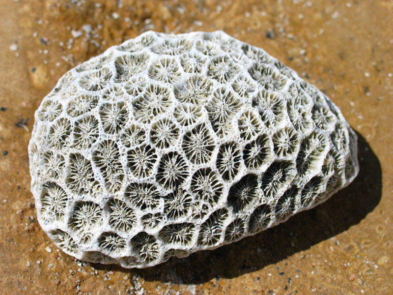 coral