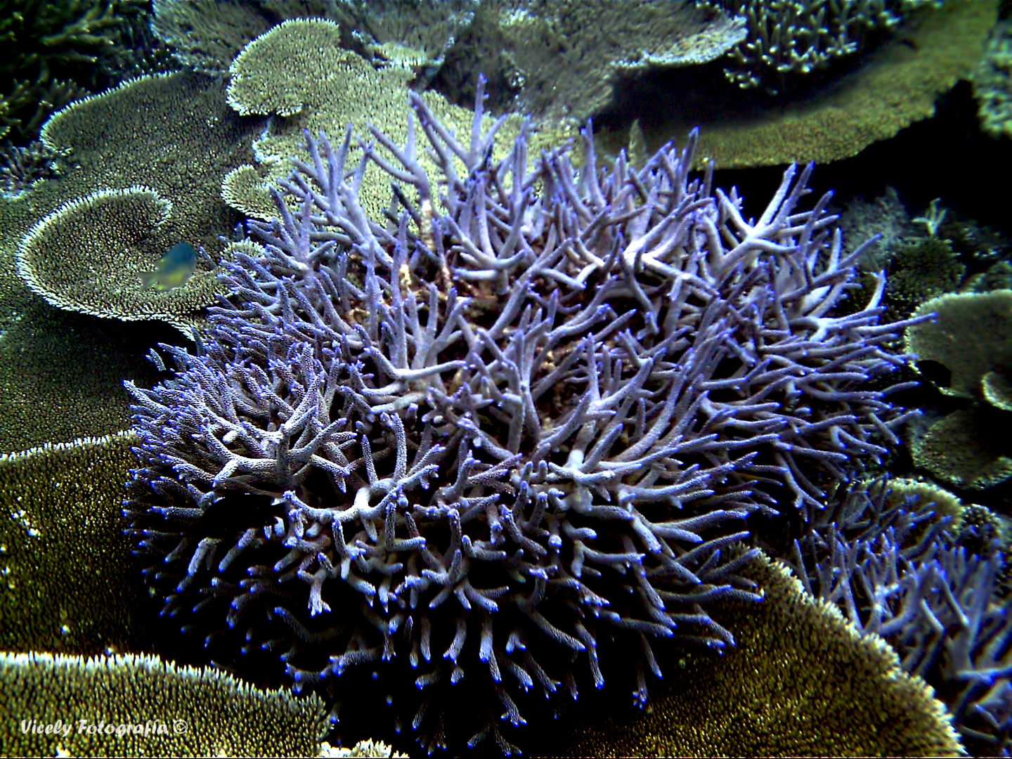 Coral de los arecifes de las maldivas