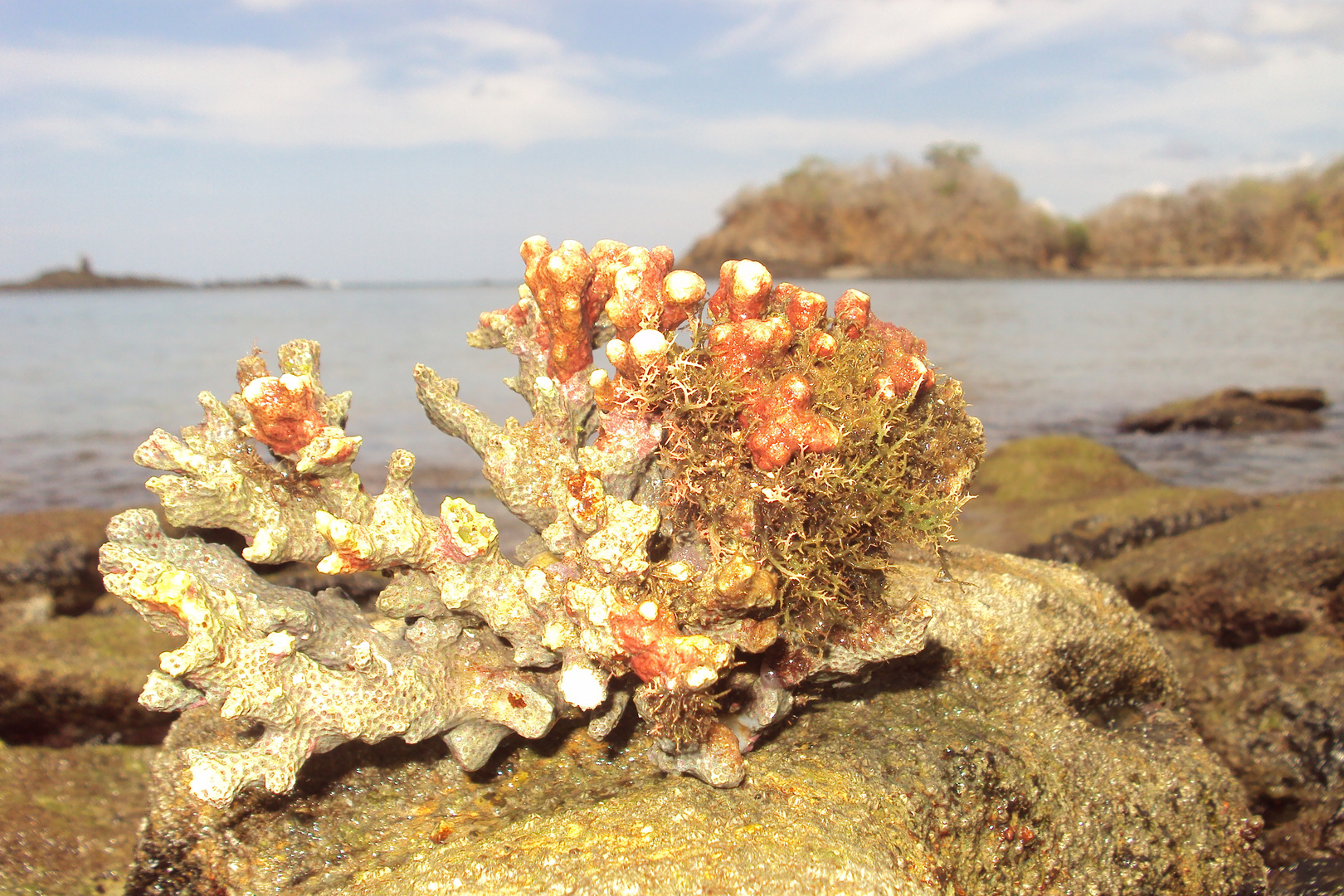 coral del atlantico panama