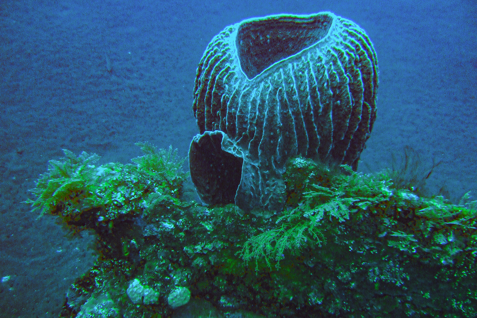 Coral diving near Menjangan