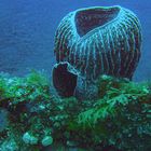 Coral diving near Menjangan