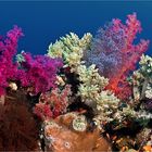 Coral Garden (2)