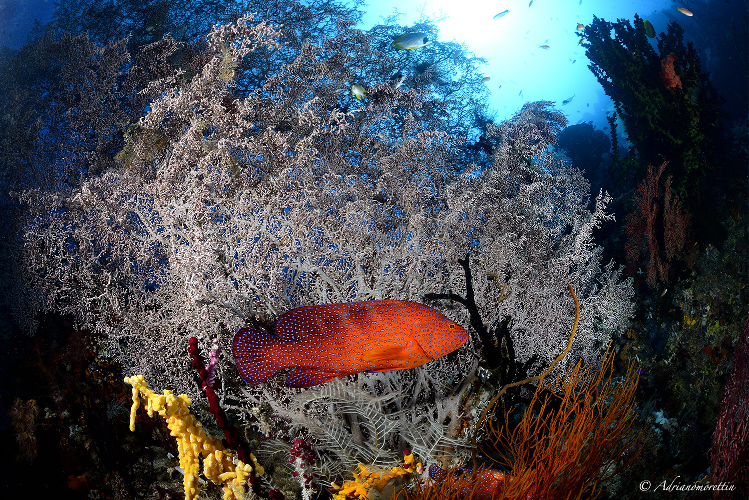 Coral grouper