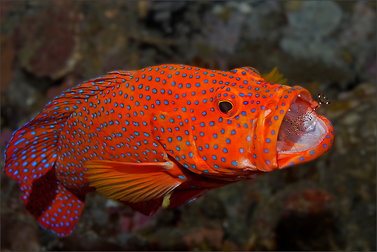 Coral grouper with shrimp