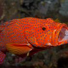 Coral grouper with shrimp