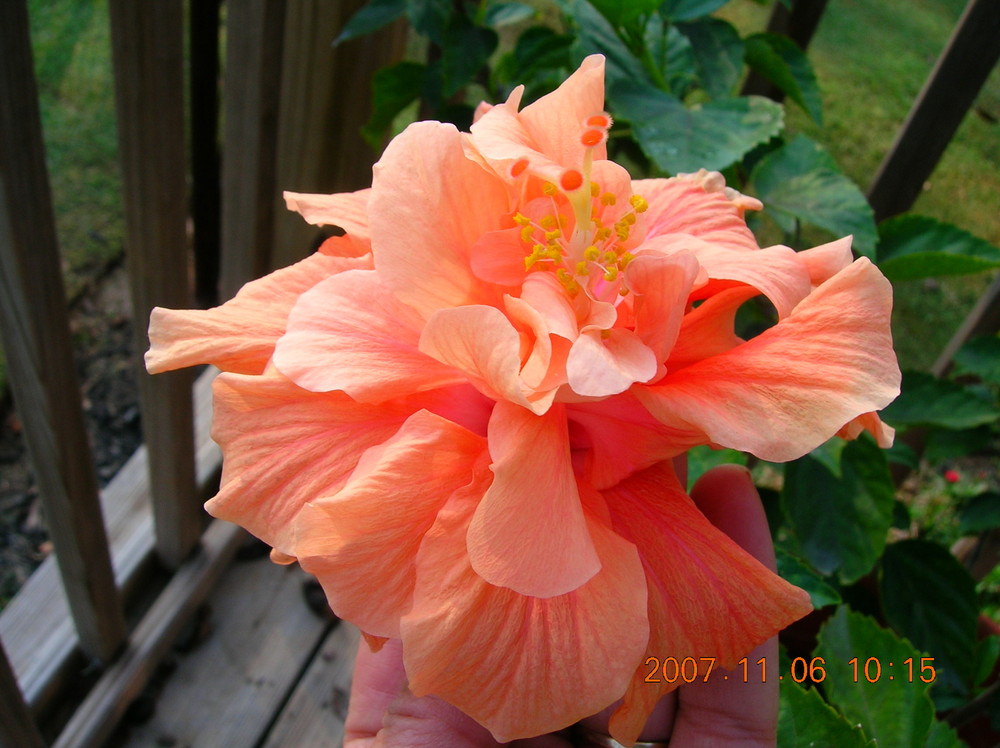 coral hibiscus