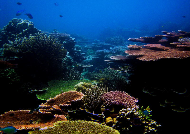 Coral Island (Tioman Island Malaysia)