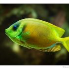 Coral Rabbitfish...