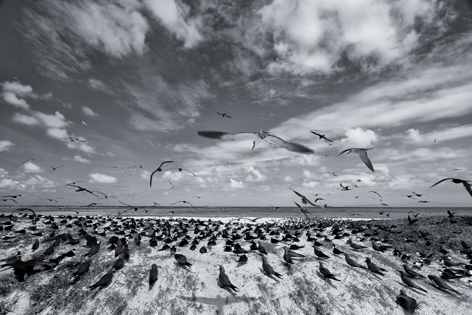 coral sea / queensland