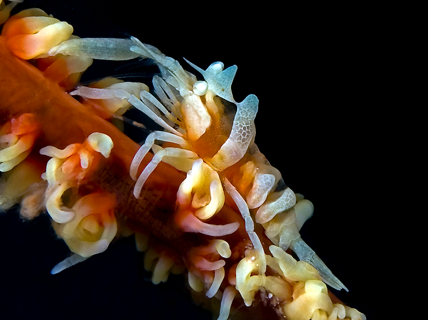 Coral Shrimp