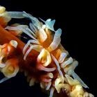 Coral Shrimp