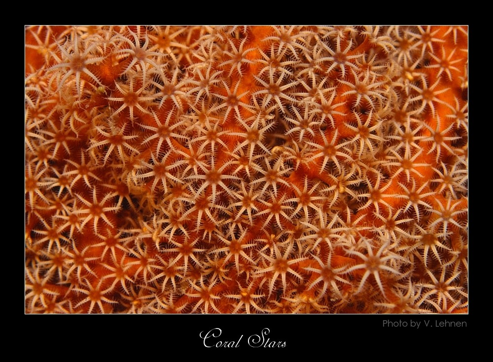 "Coral stars"