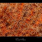 "Coral stars"