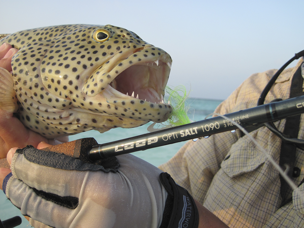 coral trout....