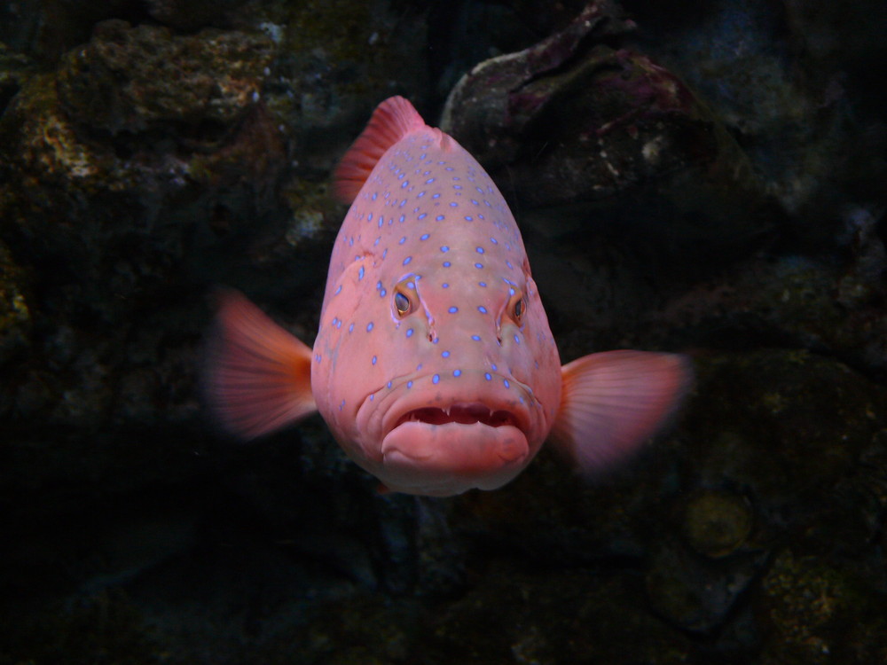 Coral Trout Stare