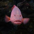 Coral Trout Stare