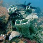 Coral underwater view near Pemuteran